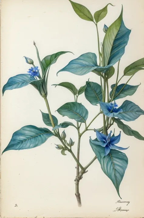 masterpiece in watercolor on white cotton paper of a pair of pendular blue flowers of brugmansia, with a branch, and some leaves...