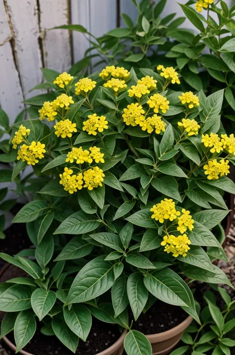 Photograph of an Aloysia citrodora plant (lemon verbena) where his daughters and flowers look good