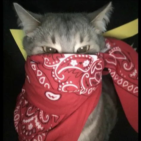 grey cat with red bandana 3d angry thug style