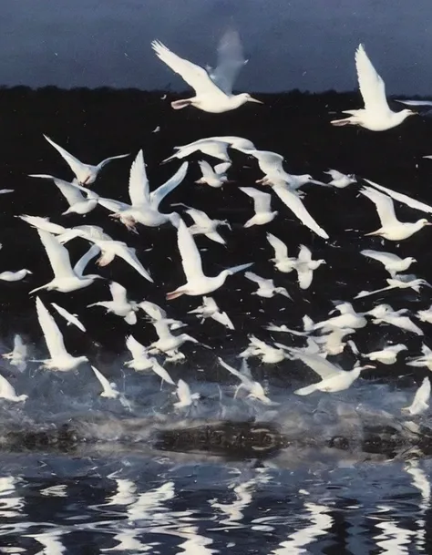 many white birds flying in black water,