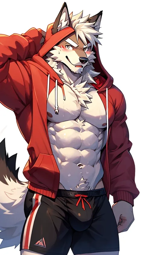 white background, front view, flexing, muscles, pubic hair, muscular, long white hair, navel hair, furry, wolf, long tail, male, sweat, sweating, wearing boxer briefs, wearing red hoodie(shirtless, hoodie, open hoodie, handsome), looking at viewer, smiling...