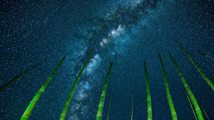 Night Sky, milky way, Strip, Lots of bamboo, An illustration