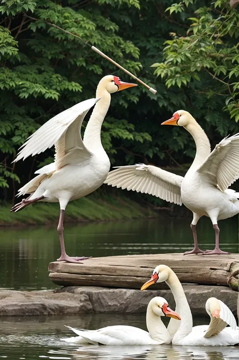 2: Preparing to Fly

Hansu and Mansu holding a wooden stick in their beaks.
Kachhu clamping the middle of the stick with his mouth.
The swans flapping their wings, ready to take off.