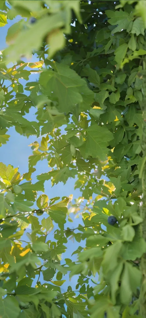 There are many blueberries hanging on a tree，Background with a little light