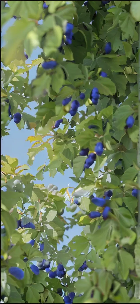 A blueberry tree with many blueberries hanging，A little bit of blue sky leaks out from behind，A ray of light shines through