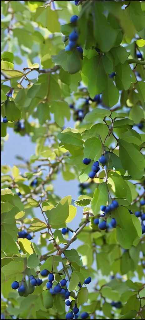 A tree with many blue oval fruits hanging on it，The blue sky behind is illuminated by a beam of warm light，Exquisite photography