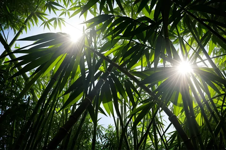 Sunlight filtering through bamboo leaves　atmosphere　high quality　Real　Low contrast　Lots of white space in the middle