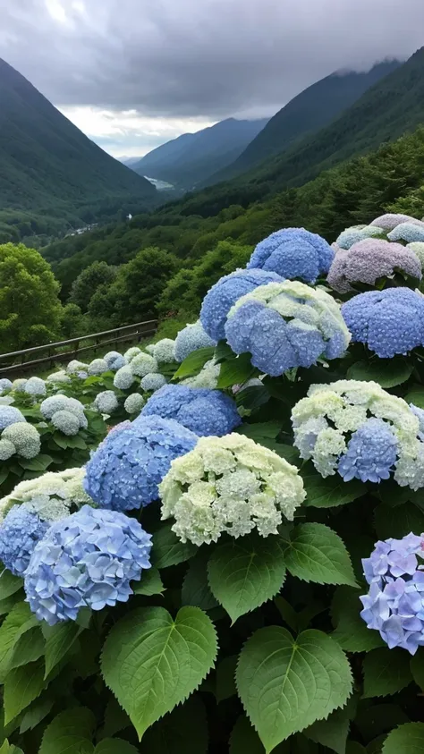 heavy rain　Raindrops　Hydrangea　Mountainous area　Spectacular views