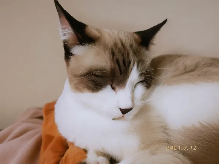 cat sleeping on the prairie.