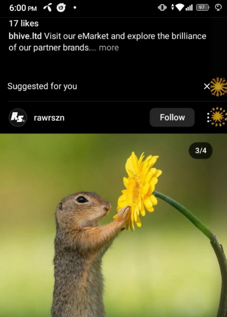 there is a squirrel that is holding a flower in its mouth, picking up a flower, holding a flower, national geographic photo shoot, national geographic photo, 🐿🍸🍋, having a snack, r/aww, smelling good, cute single animal, peaceful looking animals, gopher, a...