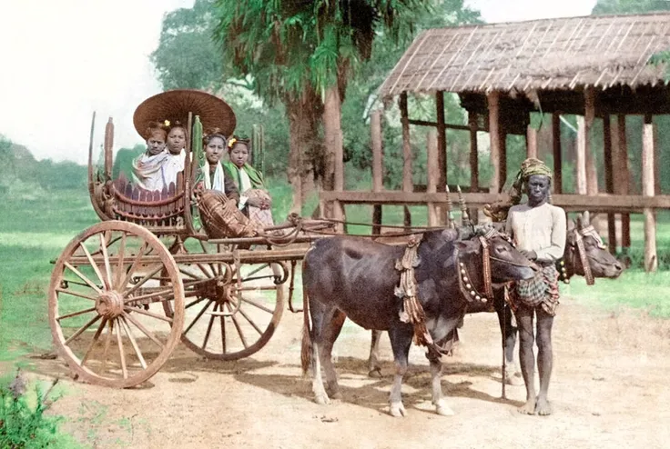 dark brown cows and lush background. wooden cart. earth ground. Sunburned skin