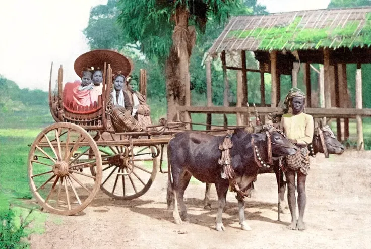 dark brown cows and lush background. wooden cart. earth ground. Sunburned skin