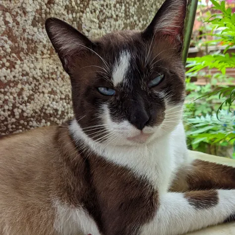 Siamese cat with plants around him