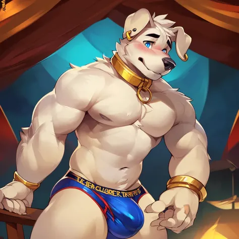 Solo, male (((retriever, muscular, white fur, white body, white fur, black eyebrows, black nose, blue eyes, folded ears, flustered expression, blush, ear piercing, ear ring, golden collar, gold cuffs, thin waist, underwear, big bulge))) standing, 5 fingers...