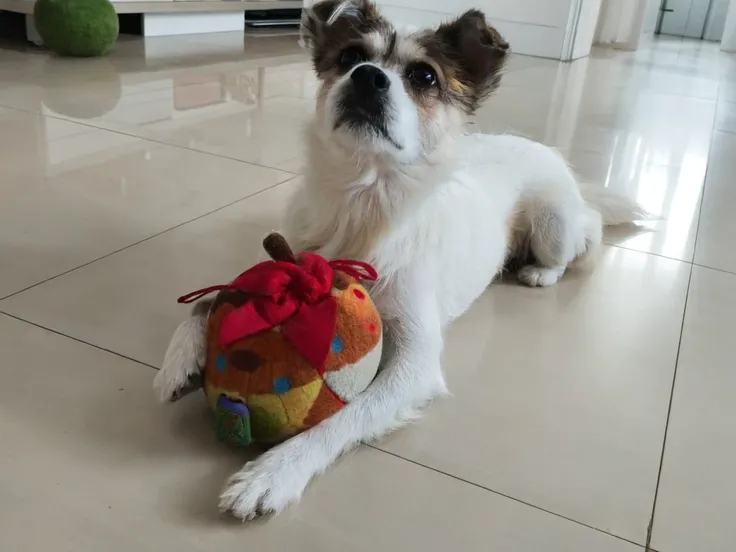 There is a little dog lying down with a toy, Shui Mohua, Cute Toys, Shot with Sony A7R camera, Have the ball, stuffed toy, Shot on Sony Alpha 9, Taken on iPhone 10, he is very happy, With apple, Taken with a Sony A3 camera, ah, He has a treasure