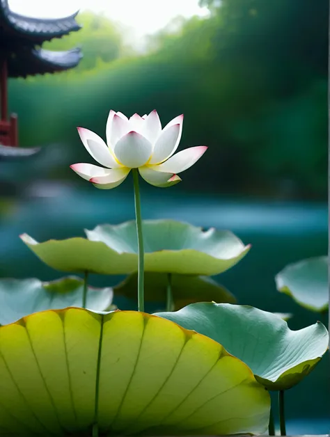 Small Lotus，Vision，There are Chinese-style buildings，Real photography,best quality, high resolution, 16K