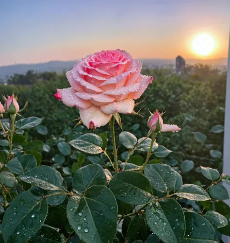 Pink rose buds with many water drops，Background is sunset，Real photography,Fresh and natural picture，best quality, high resolution
