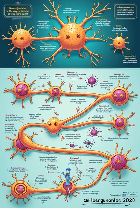 Create a comic that explains the process of the neuron&#39;s nerve impulse in Spanish 