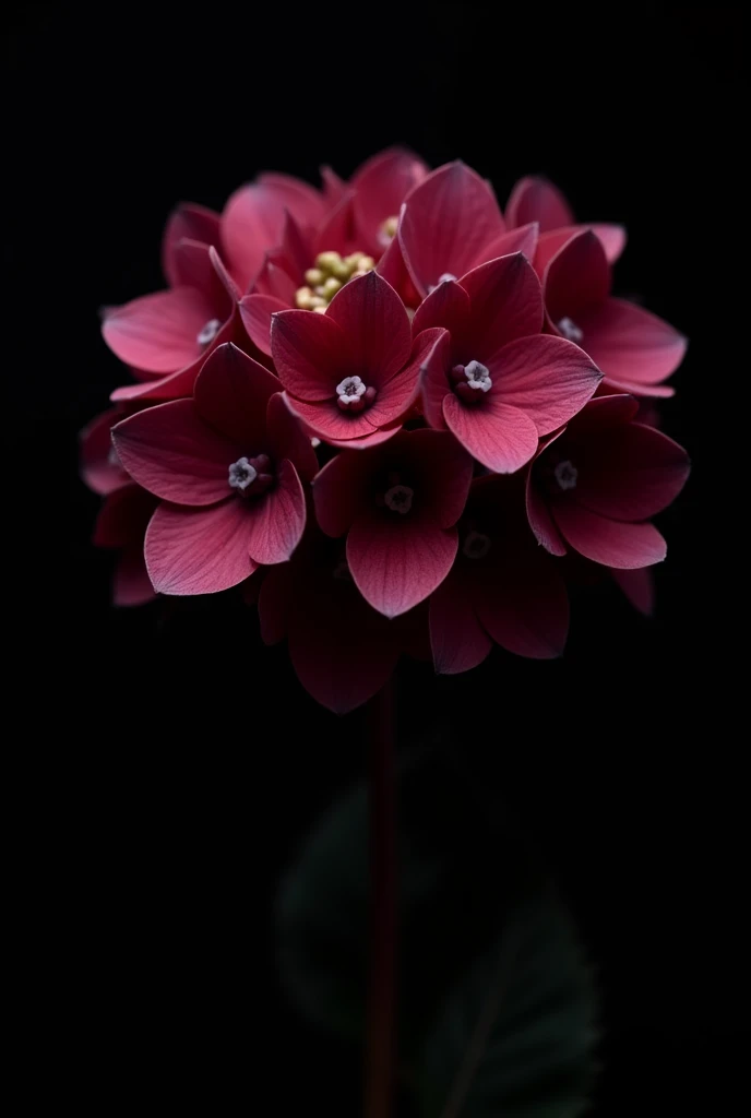 a wine-colored hydrangea flower without green leaves and with a black background, just a flower nl a bouquet 