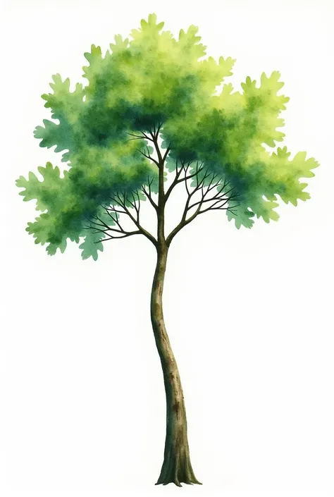 watercolor painting of a tree called guamúchil , This with a white background and the tree in the middle. vertically, that the leaves are identified exactly the same and super defined as those of the guamúchil but without losing its watercolor tree shape a...