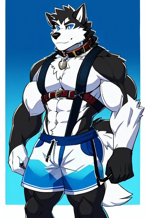 Alaskan Malamute dog black and white fur, muscular, with chest straps, furry, blue eyes , shorts negros , with dog collar and leash