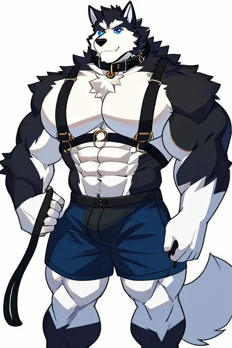 Alaskan Malamute dog black and white fur, muscular, with chest straps, furry, blue eyes , shorts negros , with dog collar and leash, with big pecs 