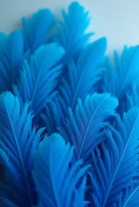 Many blue feathers、Close-up、