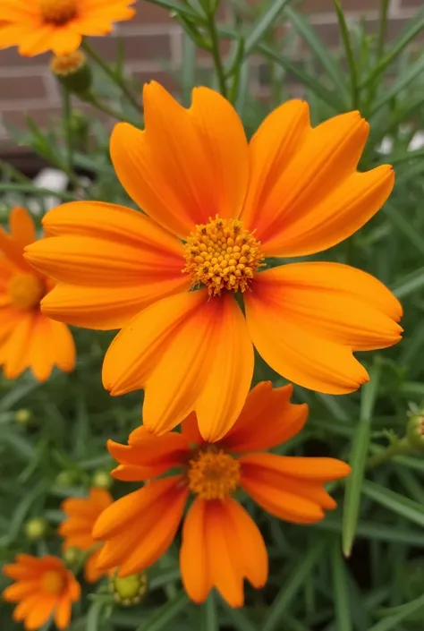 Orange flowers