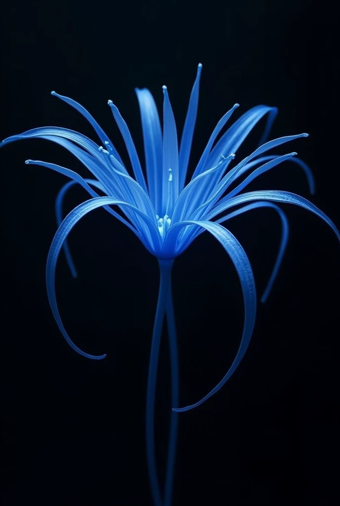 Blue spider lily on a black background