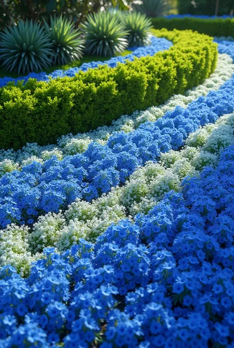 A landscaping slope with gazania blue below, border plant euphorbia diamond frost and at the top aptenia green