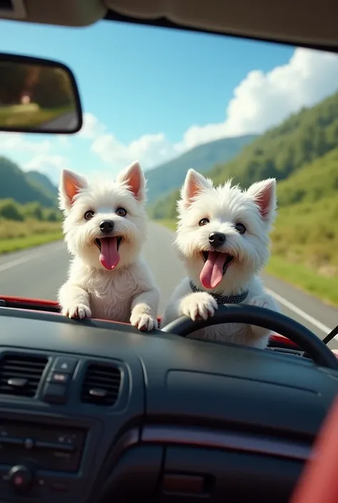 Two white terrier dogs、Driving a car。