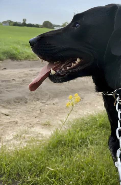 there is a black dog with a chain around its neck, happy with his mouth open, wide grin, dog teeth, closeup. mouth open, mouth slightly open, strong jaw, licking out, prominent jaw and visible fangs, mouth open, large black smile, drooling teeth bared, mid...