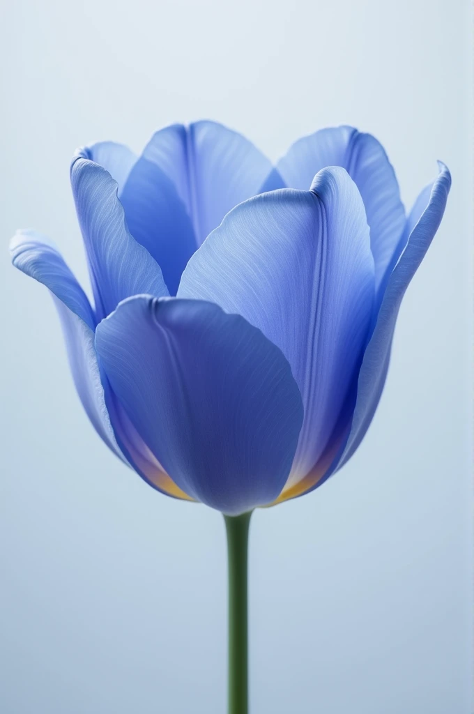 Draw a colored tulip periwinkle blue