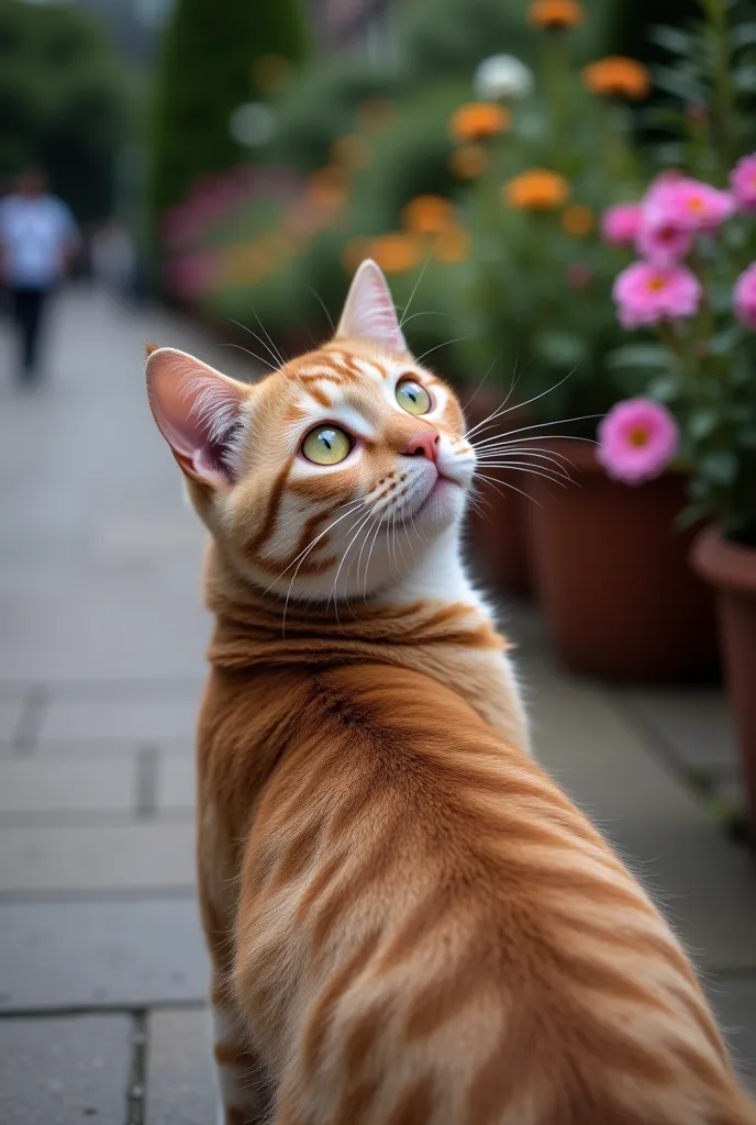 cat looking back with a surprised expression