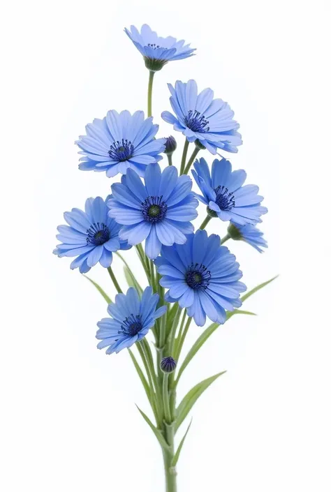 Bouquet of cornflower in white background