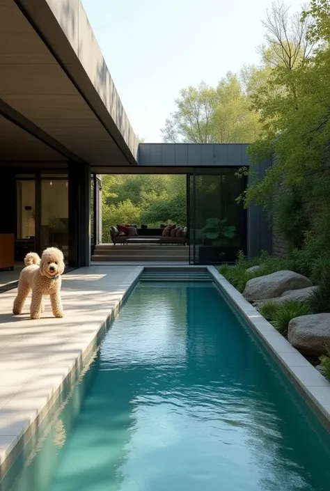 Modern and modern long and narrow swimming pool outside living room floor-to-ceiling windows landscape planting poodle