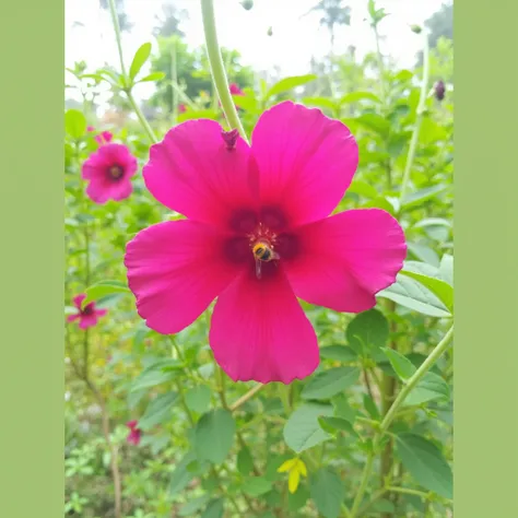 Bees stop on the buds of red flowers