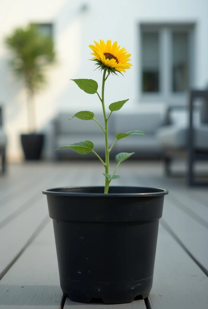 Sunflower in the process of growing without the sunflower only stems in a black plastic pot, photo taken towards the floor ,  where you can see the background of a white house with gray furniture, growing, The smallest small sunflower