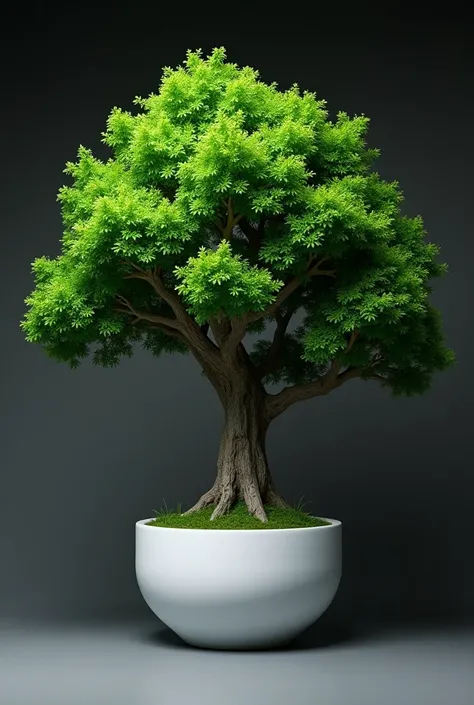 A tree in a white vase in a dark place is a dense tree 