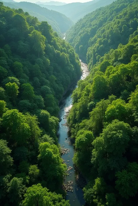 A forest from an unmanned aerial vehicle 