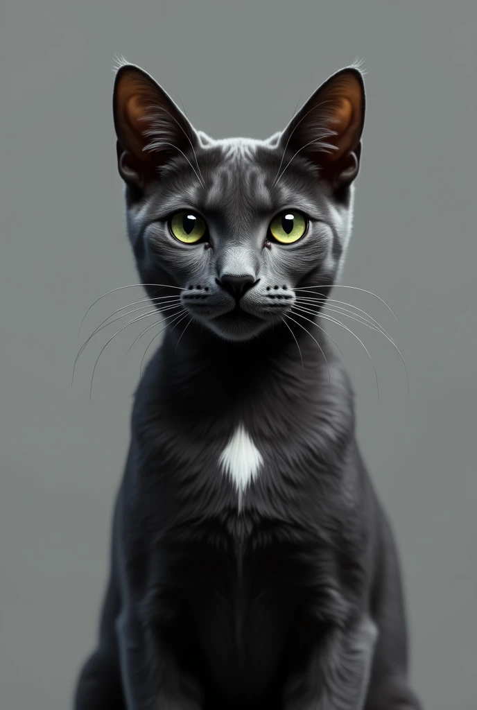 A dark gray cat with a small white spot in the center of the neck Korat cat