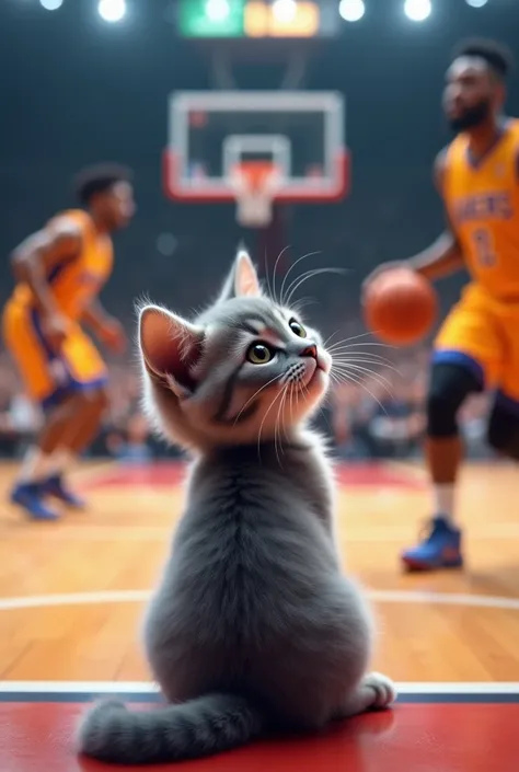 The gray kitten came to watch basketball play 