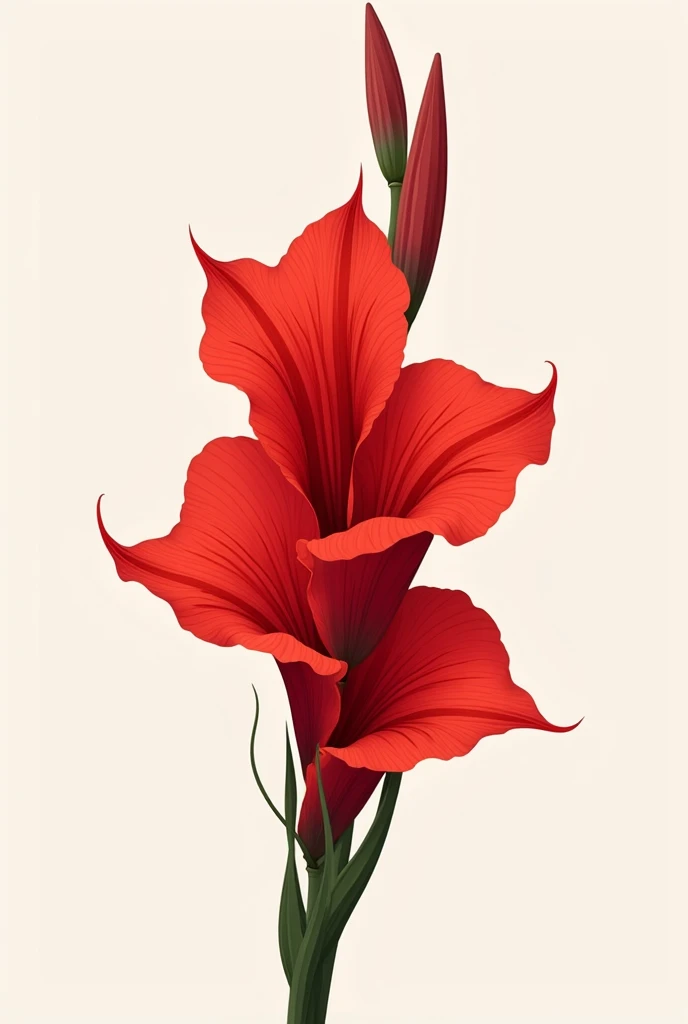 Beautiful TWO crimson red gladiolus flowers without a stem stuck together in a vector art style without shadows and lineart