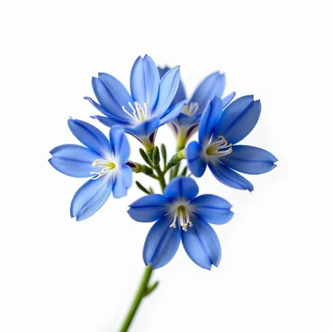 Natural Bouquet of chicory isolated on white background