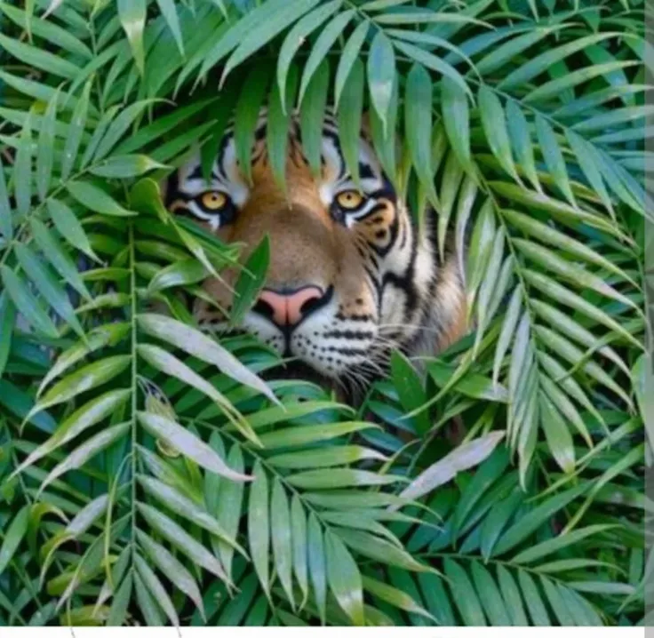 Hidden Tiger