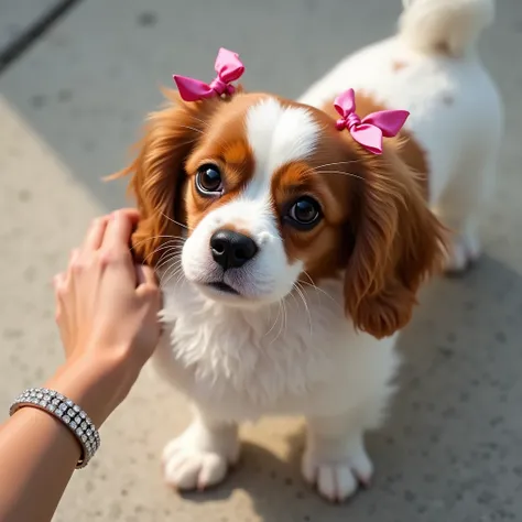 upper angle,  of a female Cavalier King Charles Spaniel with light caramel brown and white fur .  The little dog looks up , She has pink silk ties on each of the ears . She walks on a light porcelain tile sidewalk ,  show her arm with a female hand wearing...