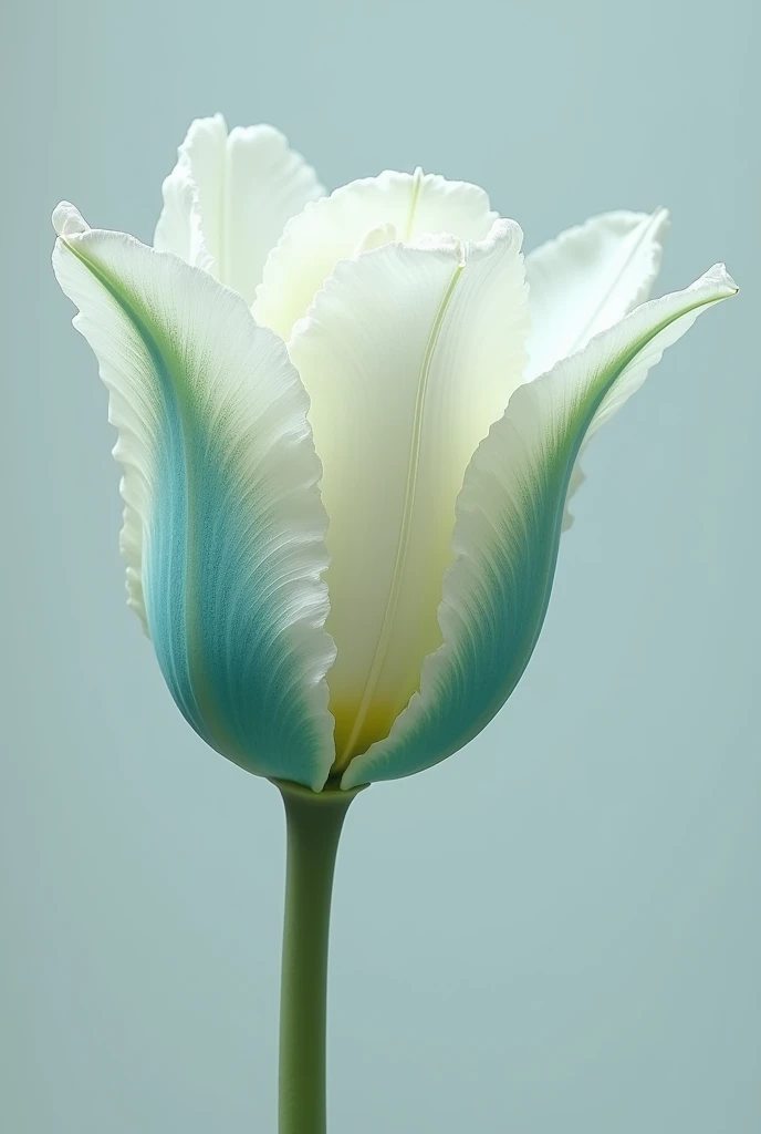  A flower with characteristics of a rose or tulip,  with a very rough and elastic texture like the bottom of a lettuce. But the base color of the flower is white and the tips are cyan 