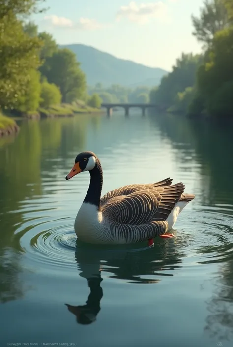 Goose big balls in river