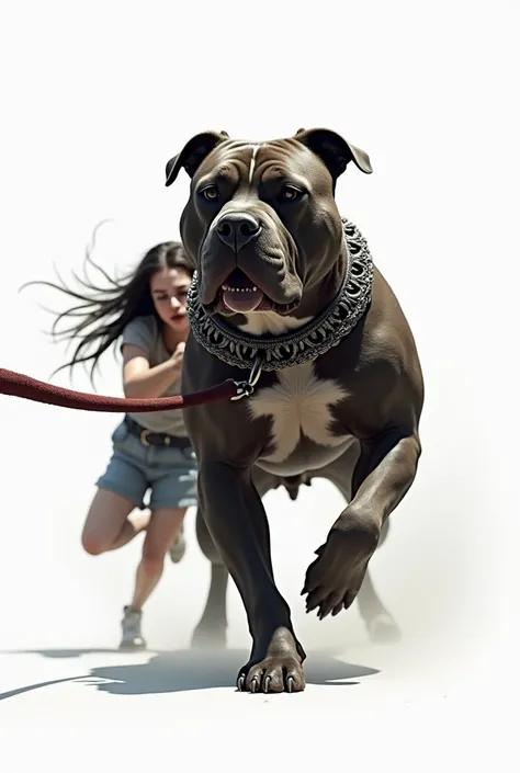 American Bully dog dressed up on white background, dragging long haired girl by leash