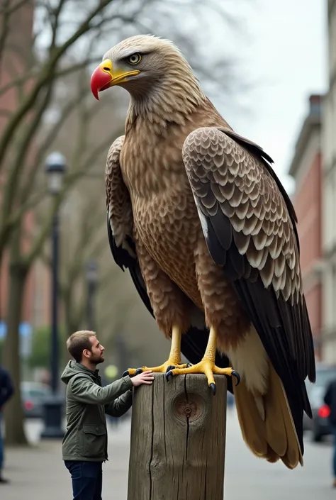 Imagine a unique and captivating scene where a tiny man, only up to the eagles chest height, stands next to and embraces an extraordinarily large eagle with red beak perched on a wooden post. The bird, with light brown and gray plumage, has a robust body a...